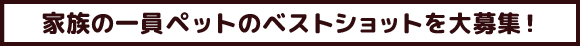 家族の一員ペットのベストショットを大募集！